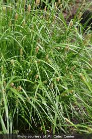 Attēlu rezultāti vaicājumam “Carex loliacea”