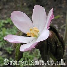 Attēlu rezultāti vaicājumam “Podophyllum hexandrum flower”