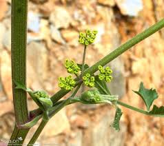 Attēlu rezultāti vaicājumam “Pastinaca sativa subsp. sylvestris”