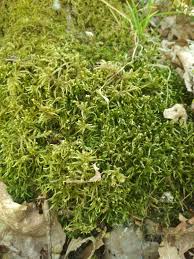 Attēlu rezultāti vaicājumam “Pseudoscleropodium purum”