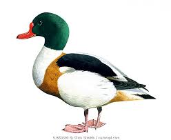 Attēlu rezultāti vaicājumam “Tadorna tadorna”