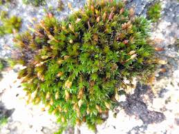 Attēlu rezultāti vaicājumam “Orthotrichum anomalum”