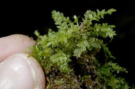 Attēlu rezultāti vaicājumam “Mnium lycopodioides”