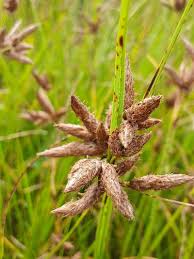 Attēlu rezultāti vaicājumam “Bolboschoenus maritimus”