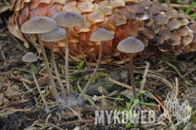 Attēlu rezultāti vaicājumam “Mycena stipata”