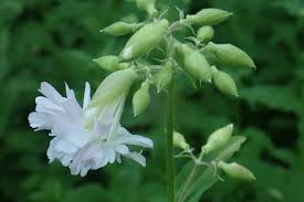 Attēlu rezultāti vaicājumam “Saponaria officinalis leaf”