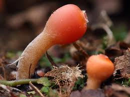 Attēlu rezultāti vaicājumam “Microstoma protracta”