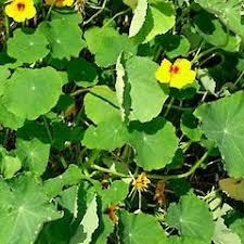 Image result for Tropaeolum majus