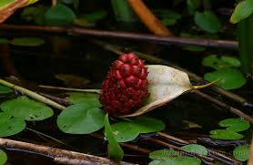 Attēlu rezultāti vaicājumam “Calla palustris fruit”