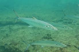 Image result for Scomberomorus maculatus