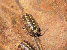 Attēlu rezultāti vaicājumam “Armadillidium pulchellum”