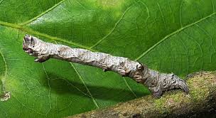 Attēlu rezultāti vaicājumam “Biston strataria”