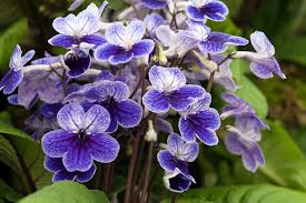 Image result for Streptocarpus