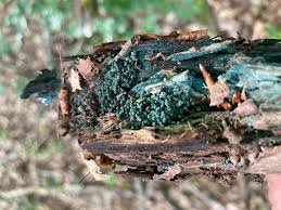 Attēlu rezultāti vaicājumam “Chlorociboria aeruginascens”