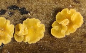 Attēlu rezultāti vaicājumam “Chiloscyphus pallescens”