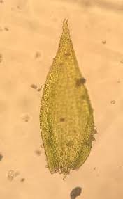 Attēlu rezultāti vaicājumam “Pylaisia polyantha”