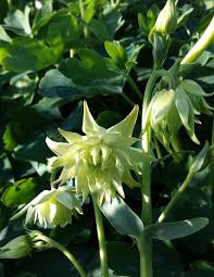 Attēlu rezultāti vaicājumam “Aquilegia vulgaris leaf”