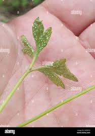 Attēlu rezultāti vaicājumam “Ochropsora ariae”