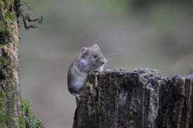 Attēlu rezultāti vaicājumam “Myodes glareolus”