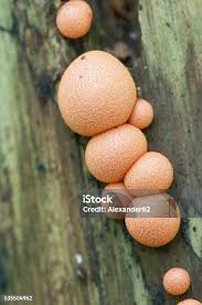 Attēlu rezultāti vaicājumam “Lycogala exiguum aggr. macro”