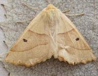 Attēlu rezultāti vaicājumam “Crocallis elinguaria”