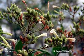 Attēlu rezultāti vaicājumam “Nicotiana tabacum fruit”