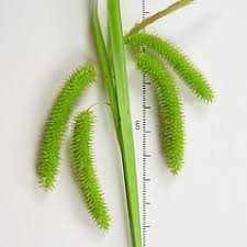 Attēlu rezultāti vaicājumam “Carex pseudocyperus male flower”