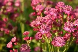 Attēlu rezultāti vaicājumam “Astrantia major fruit”