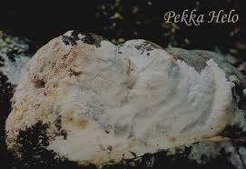 Attēlu rezultāti vaicājumam “Trechispora mollusca”