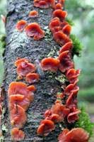 Attēlu rezultāti vaicājumam “Cytidia salicina”