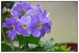 Image result for Primula obconica