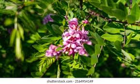 Attēlu rezultāti vaicājumam “Robinia neomexicana flower”