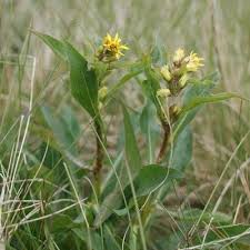 Attēlu rezultāti vaicājumam “Solidago virgaurea leaf”