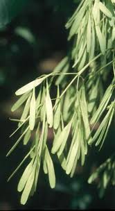 Attēlu rezultāti vaicājumam “Fraxinus pennsylvanica fruit”