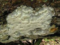 Attēlu rezultāti vaicājumam “Skeletocutis odora”