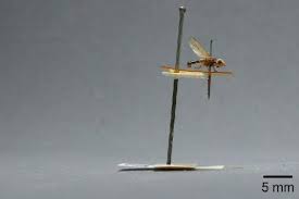 Attēlu rezultāti vaicājumam “Tetanops myopina”