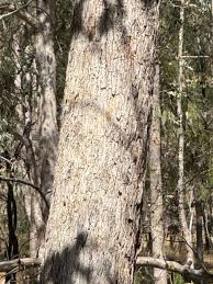 Attēlu rezultāti vaicājumam “Populus x canadensis”