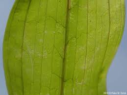 Attēlu rezultāti vaicājumam “Potamogeton praelongus”