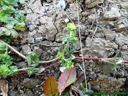 Attēlu rezultāti vaicājumam “Potentilla supina flower”