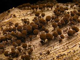 Attēlu rezultāti vaicājumam “Phleogena faginea”