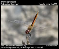 Attēlu rezultāti vaicājumam “Conardia compacta macro”