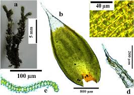 Attēlu rezultāti vaicājumam “Eurhynchiastrum pulchellum”