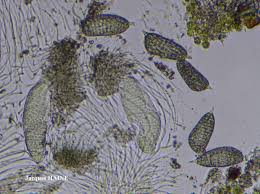 Attēlu rezultāti vaicājumam “Phlyctis agelaea”