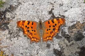 Attēlu rezultāti vaicājumam “Polygonia c-album upperside”