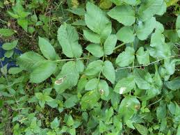 Attēlu rezultāti vaicājumam “Angelica sylvestris leaf”