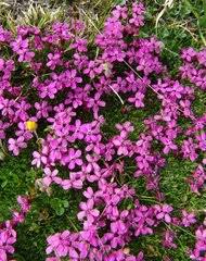 Attēlu rezultāti vaicājumam “Silene borysthenica bud”