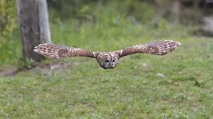 Image result for Strix aluco