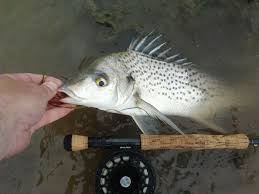 Image result for Pomadasys incisus