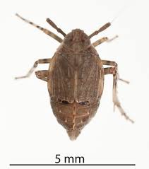 Attēlu rezultāti vaicājumam “Delphacidae”