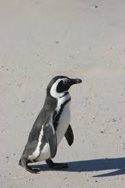 Image result for Spheniscus demersus